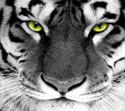 Majestätischer weißer Tiger Nahaufnahme