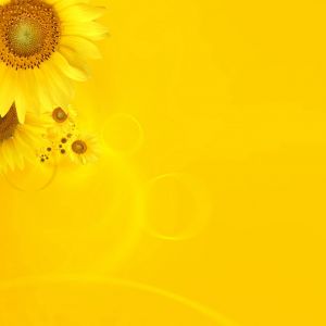 Helle Sonnenblumen Tapete