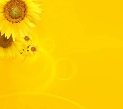 Helle Sonnenblumen Tapete