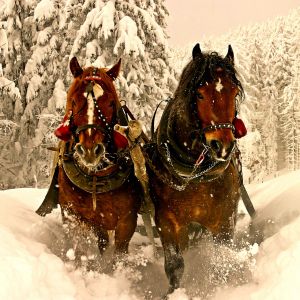 Pferde in Schneelandschaft