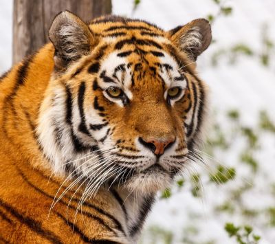 Majestätischer Tiger Nahaufnahme