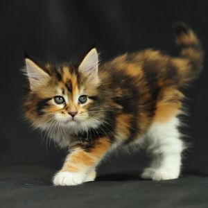 Niedliches Calico-Kätzchen