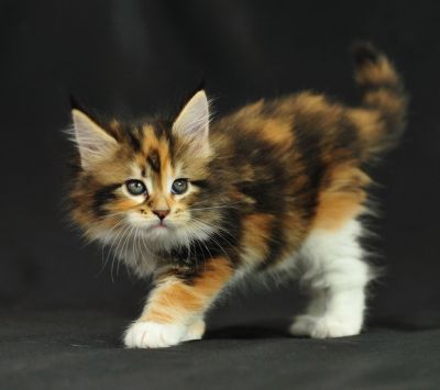 Niedliches Calico-Kätzchen