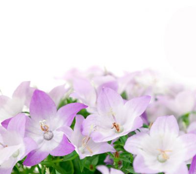 Lila Glockenblumen