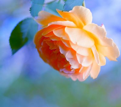 Schöne Orange Rose