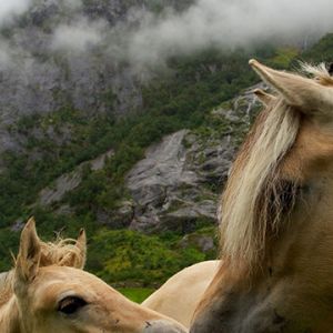 Schöne Pferde in der Natur