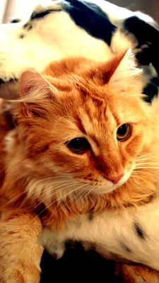 Niedlicher Kater und Hund Zusammen