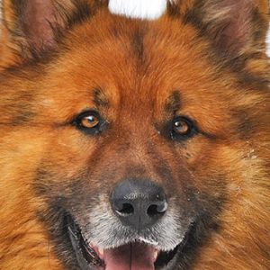 Flauschiger Hundeporträt