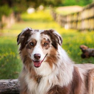 Niedlicher Australischer Schäferhund