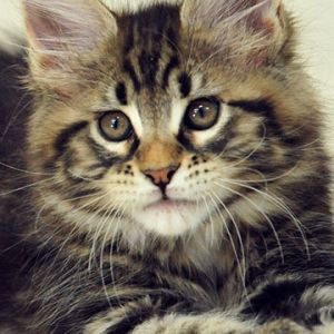 Niedliches Maine Coon Kätzchen