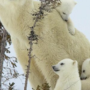 Familie von Eisbären