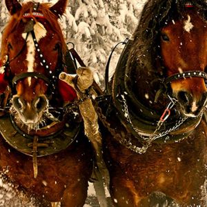 Majestätische Pferde im Schnee