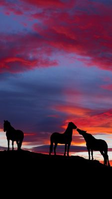 Silhouetten von Pferden bei Sonnenuntergang
