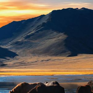 Majestätische Pferde bei Sonnenuntergang
