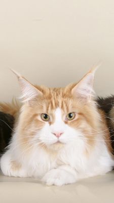 Maine Coon Katze