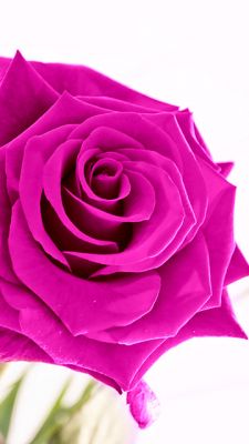 Schöne Rosa Rose