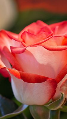 Schöne Rosa Rose