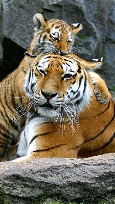 Majestätische Tiger in der Natur