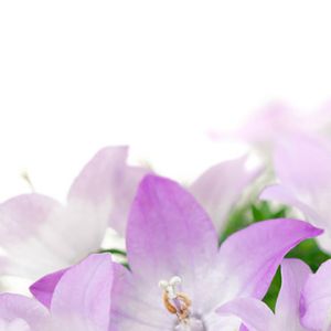 Schöne Violette Blumen