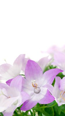 Schöne Violette Blumen