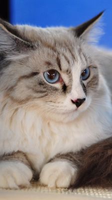 Niedlicher Ragdoll-Katze