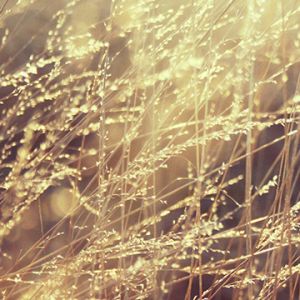 Goldene Grasfelder