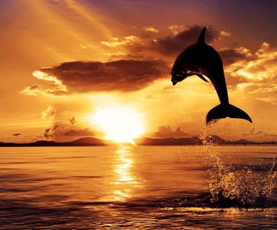 Delphin springt bei Sonnenuntergang