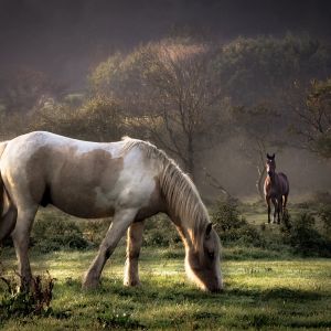 Majestätische Pferde in der Natur