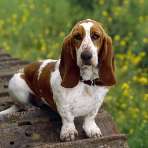 Basset Hound in der Natur