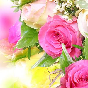 Schöne Rosa Rosen