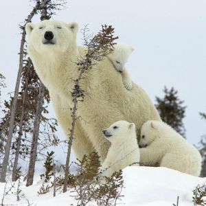 Eisbärenfamilie