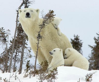 Eisbärenfamilie