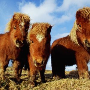 Niedliche Miniatur-Ponys