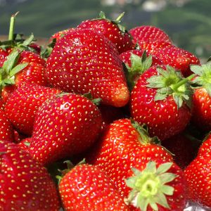 Frische Saftige Erdbeeren