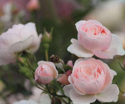 Schöne Rosa Rosen