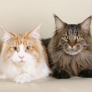 Maine Coon Katzen