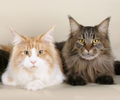 Maine Coon Katzen