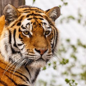 Majestätischer Tiger Nahaufnahme