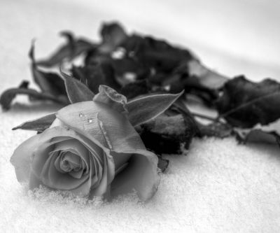 Schwarz-Weiß-Rose