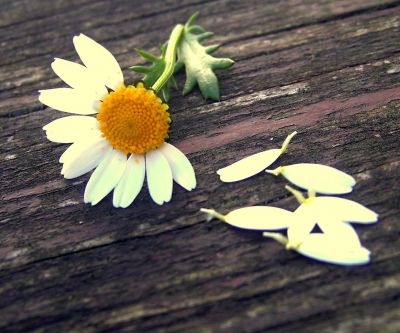 Gänseblümchen auf Holz