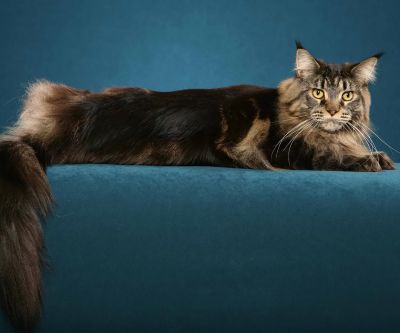 Majestätische Maine Coon Katze
