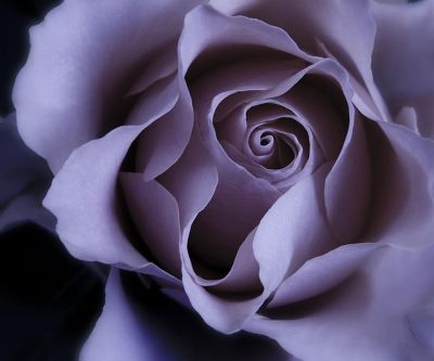 Schöne Lila Rose