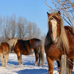Majestätische Pferde im Winter