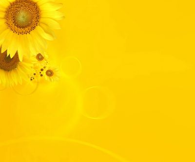 Helles Sonnenblumen-Hintergrund