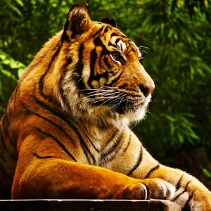 Majestätischer Tiger in der Natur