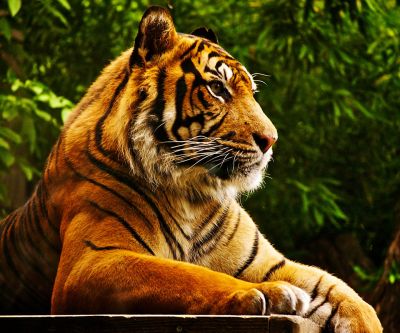 Majestätischer Tiger in der Natur