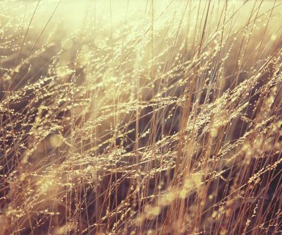 Goldene Grasfläche