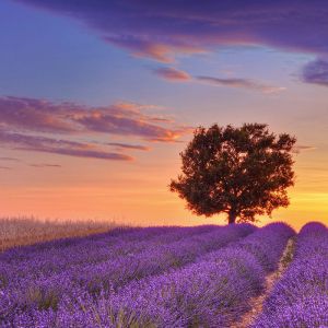 Lavendelfelder bei Sonnenuntergang