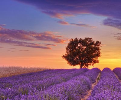 Lavendelfelder bei Sonnenuntergang