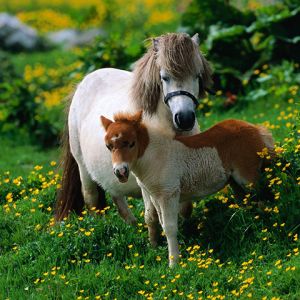 Niedliche Ponys auf einer Blumenwiese